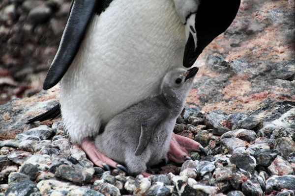 Day14_ElephIs_PtWild_5594 (1).jpg - Chinstrap Penguin with Chick, Point Wild, Elephant Island, South Shetlands